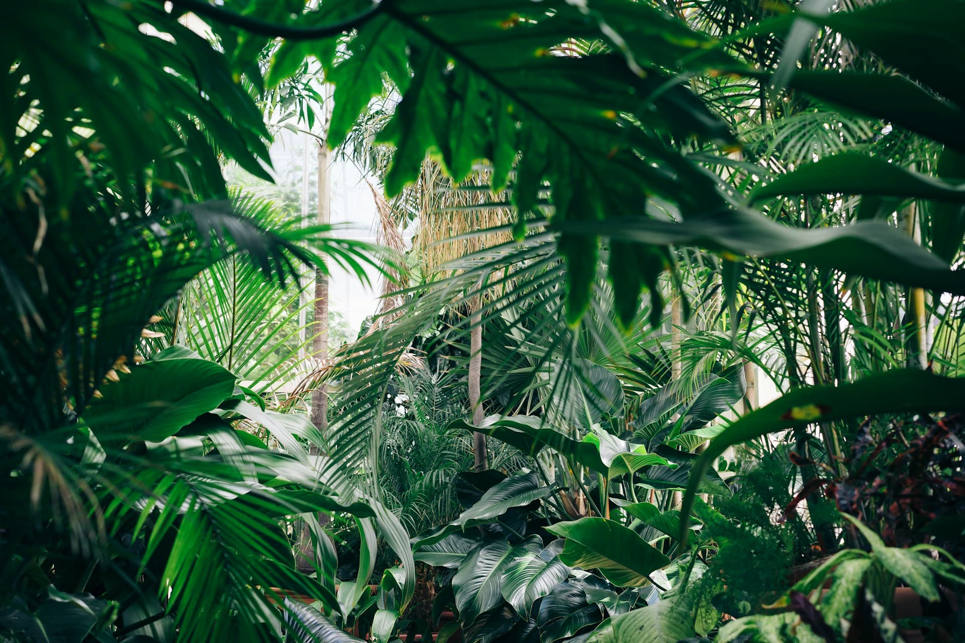 Plantas y aceites esenciales para aromaterapia